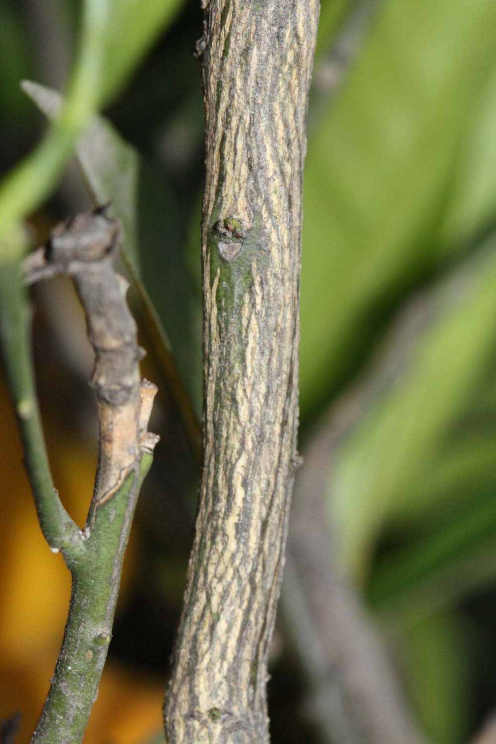              Second - third year twig (Riverside, CA)       